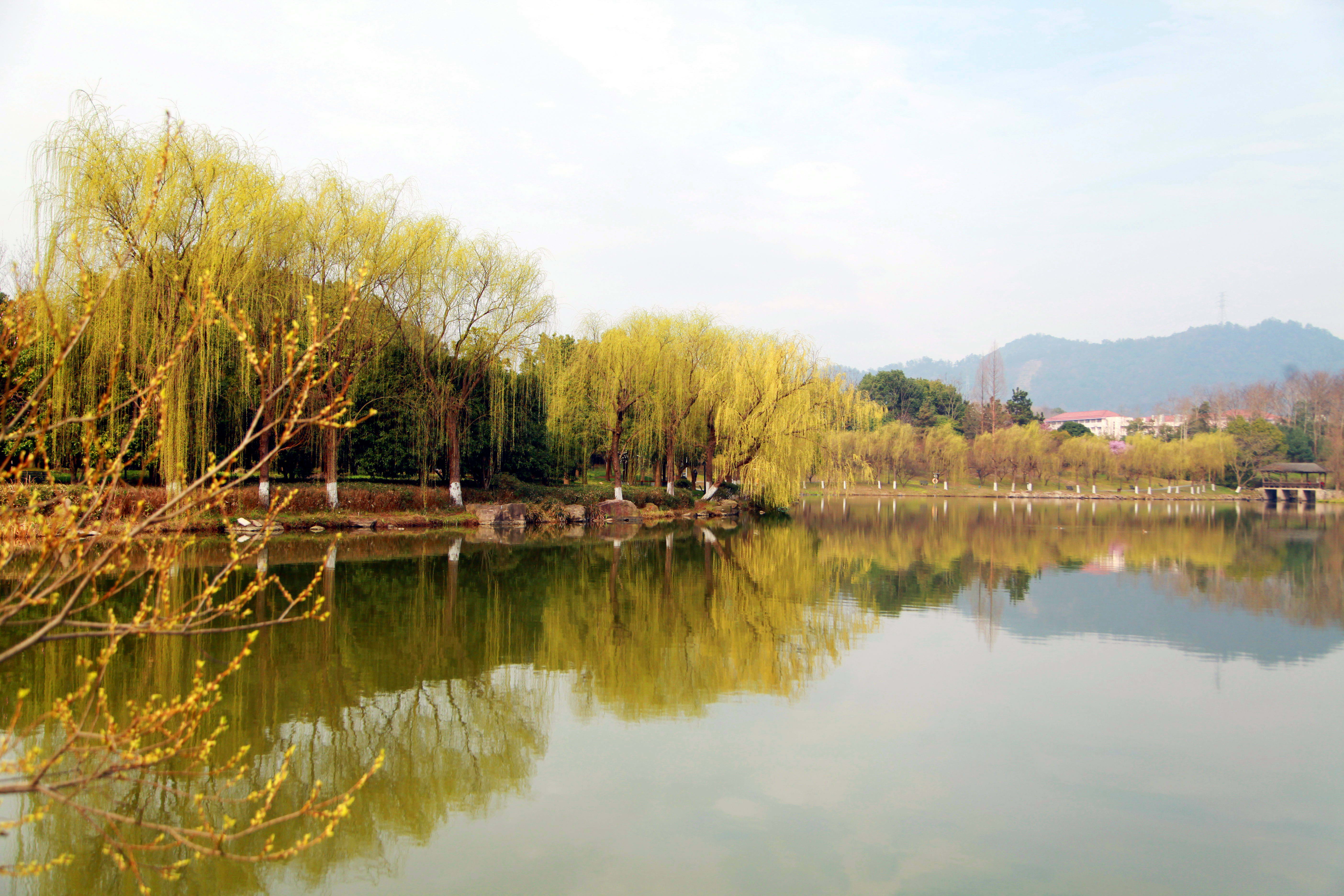 浙江新闻:浙江农林大学:春暖花开 校园风景独好